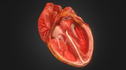 3d Animated Realistic Human Heart - V2.0 heart, version, v2, reddit, realistic, second, accurate, medically, 3d, zbrush, cinema4d, animated