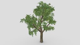 Orange Tree- S02 tree, orange, nature, ureal, unity, 3d-object, 3d-lowpoly-orange