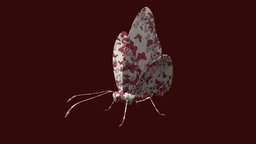 Maridior mtrldior, mtrlanimado, mtrlmariposa