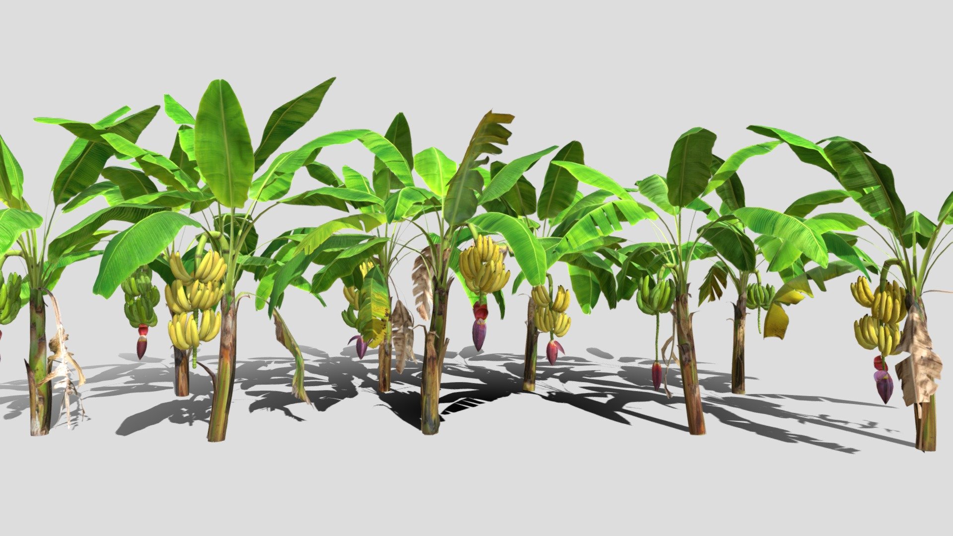 Nine low poly banana trees