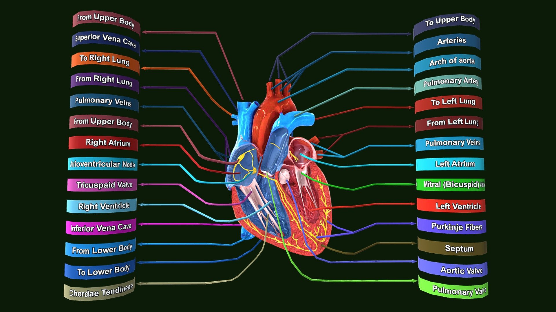 Human Heart Anatomy Labeled
Human Heart Anatomy Labeled 3d model for students to Learn anatomy.


Human #Heart #Anatomy #Labeled #3d model
