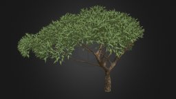 Thorn Tree tree, plant, forest, africa, exterior, acacia, exotic, african, leaf, foliage, bark, thorn, jungle