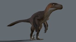 Utahraptor - low poly animated model raptor, utahraptor, paleontology, dinosaurs, cretaceous, game-ready, lowpolymodel, animated-character, raptor-dinosaur, dromeosaurid