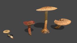 Mushroom_17&18&19&20 forest, mushroom, fungus, biology, props, nature, fungi, champignon, foret, mycology, metashape, asset, blender, scan, gameasset, gameready, environment, mycologist, noai