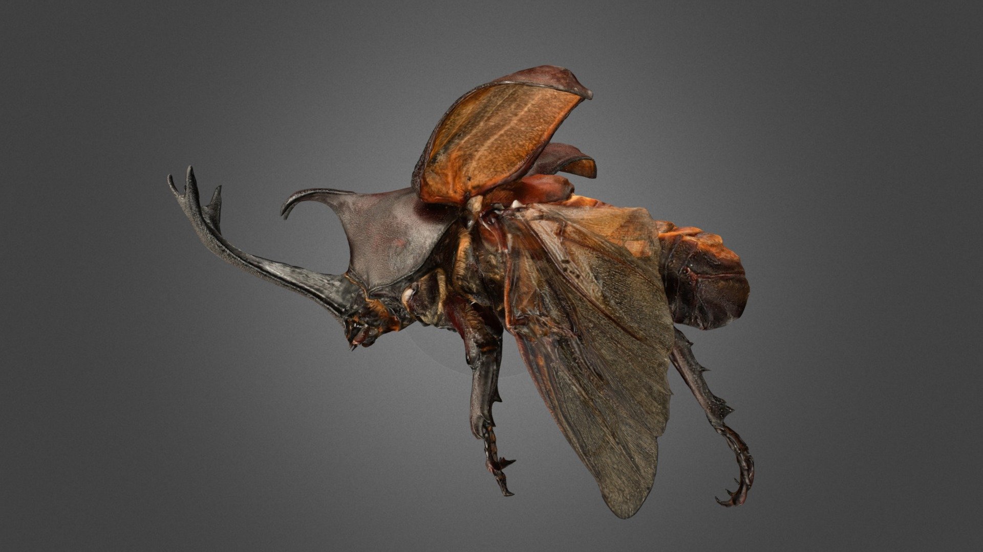 License: CC0  

Animalia 動物界

　Arthropoda 節足動物門

　　Insecta 昆虫綱

　　　Coleoptera 甲虫目・コウチュウ目

　　　　Scarabaeidae コガネムシ科

　　　　　Trypoxylus カブトムシ属

　　　　　　Trypoxylus dichotomus カブトムシ