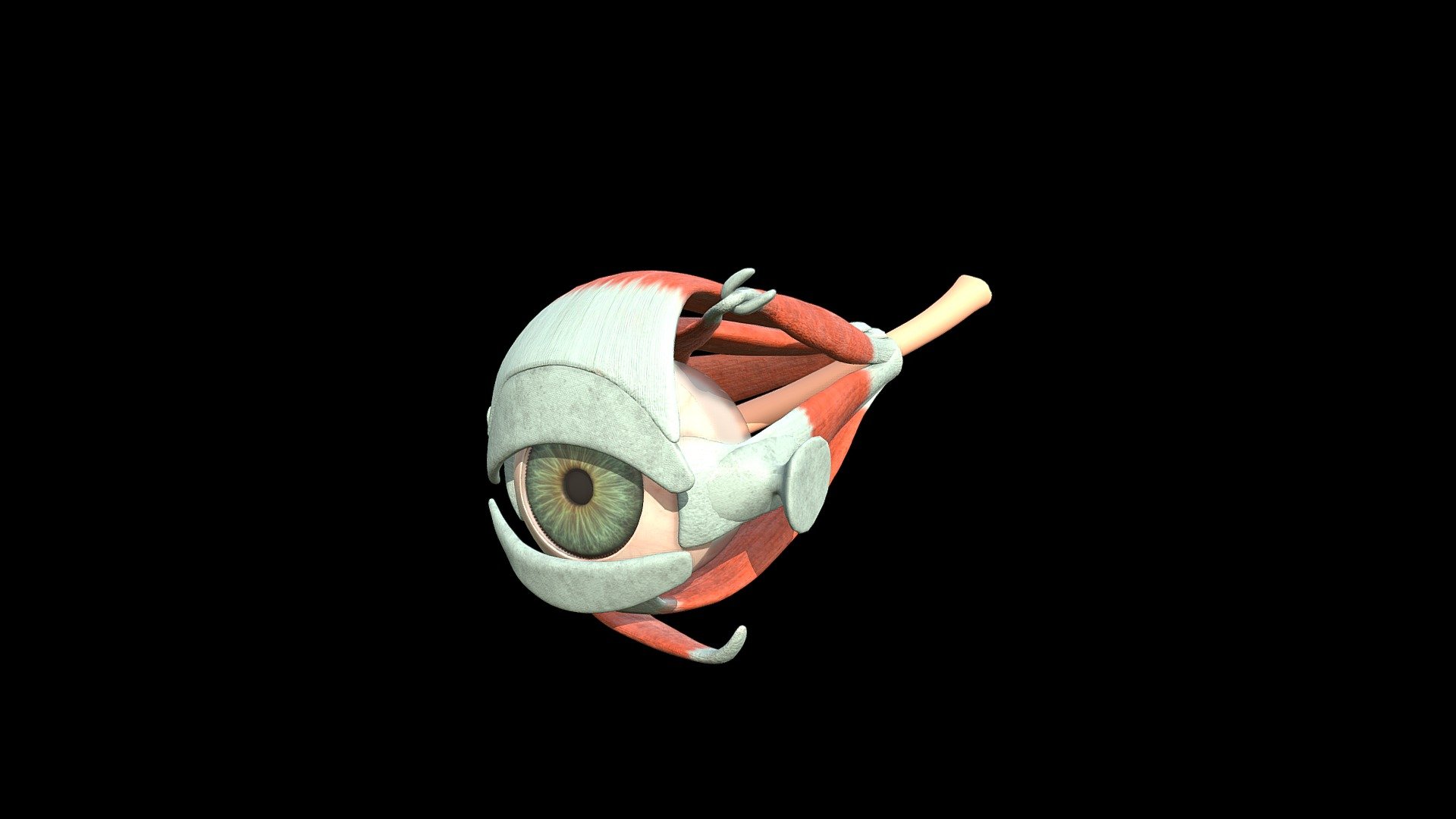 An anatomically correct model of the human eye.