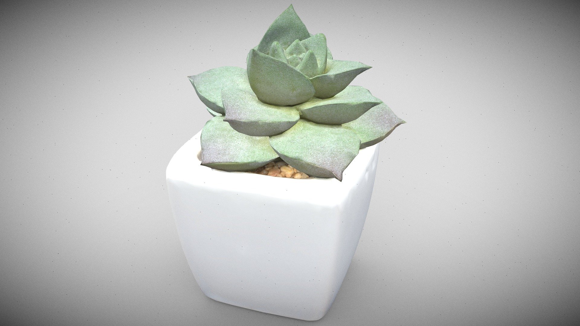 Small suculent houseplant in in small glazed pot with fine gravel.

This is a very trendy plant for desktops, offices, window sills and more. It's lovely structure and pointed, thick leaves are eyecatching.

Efficient modeling. High resolution texture, you may want to reduce the resolution if resources are scarce.

3d scan