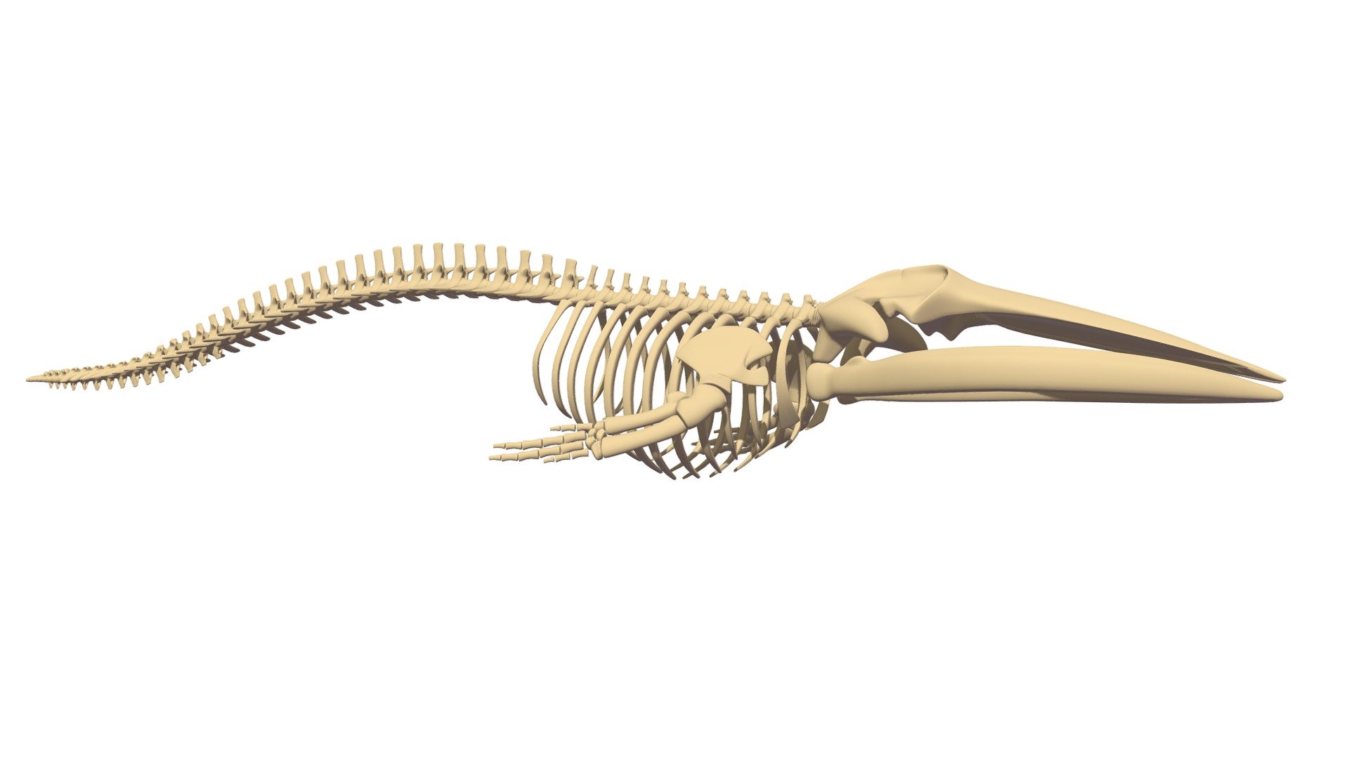 High quality 3d model of fin whale skeleton.
