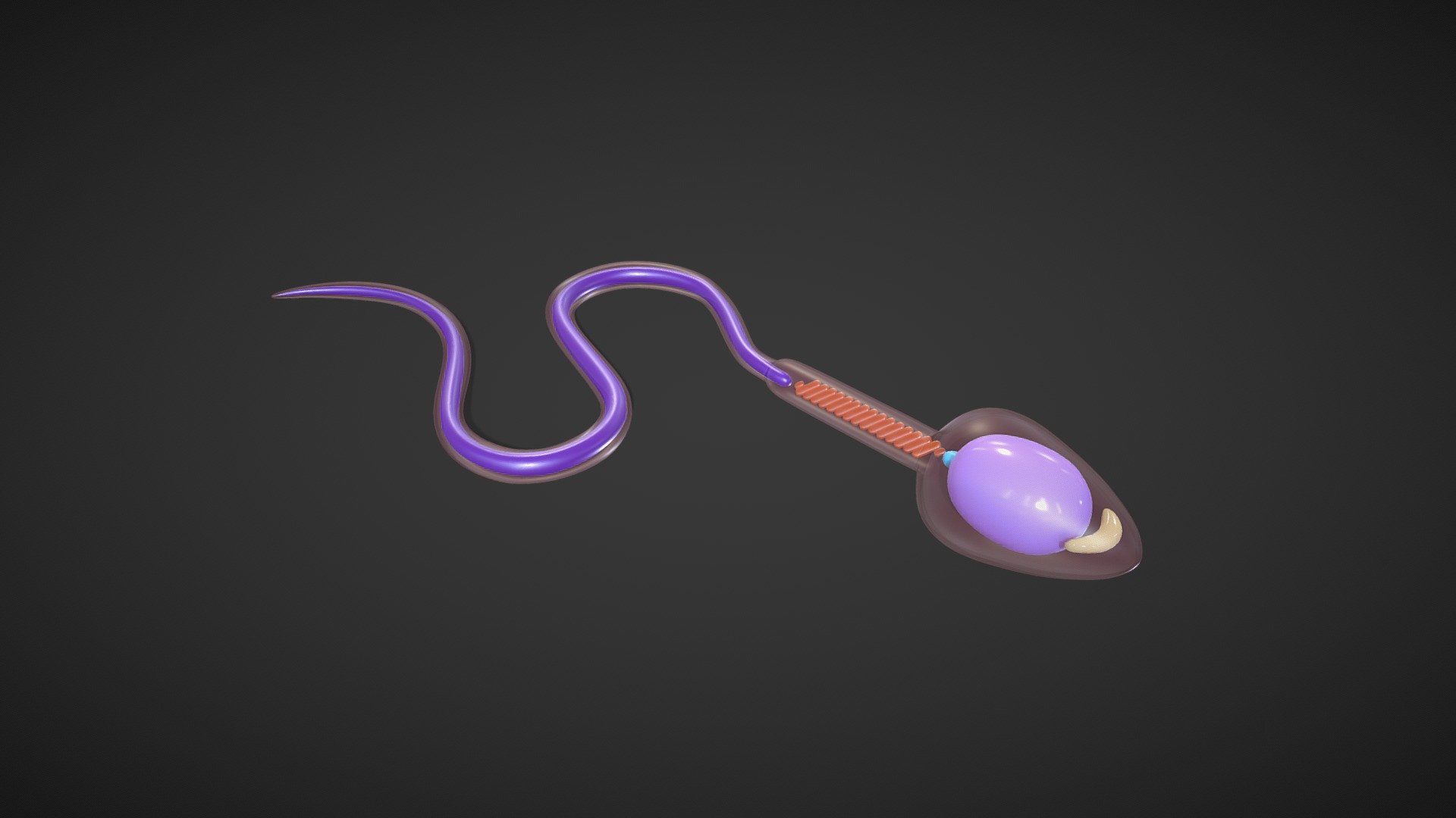 Sperm Cell Anatomy

Sperm develop in the testes and consist of a head, a midpiece, and a tail. The head contains the nucleus with densely coiled chromatin fibers, surrounded anteriorly by an acrosome that contains enzymes for penetrating the female egg.




Format: FBX, OBJ, MTL, Blender v3.2 (An 4K HDRI file is included with the blender file.)

Optimized UVs.

4k Maps

Base Color (Albedo)

Normal Map

AO Map

Metallic Map

Roughness Map

Height Map

Render scene in Blender

