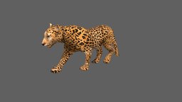 Leopard forest, tiger, africa, animals, wild, mammal, african, zoo, safari, puma, lion, jaguar, panther, leopard, wildlife, animal