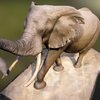 Elephant in the Rotunda elephant, natural, museum, tusk, rotunda, agisfot, photoscan, animal, agisoft-photoscan, history