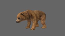 Bear bear, beast, forest, teddy, africa, animals, panda, wild, boar, african, zoo, safari, furry, wildlife, animal, animated