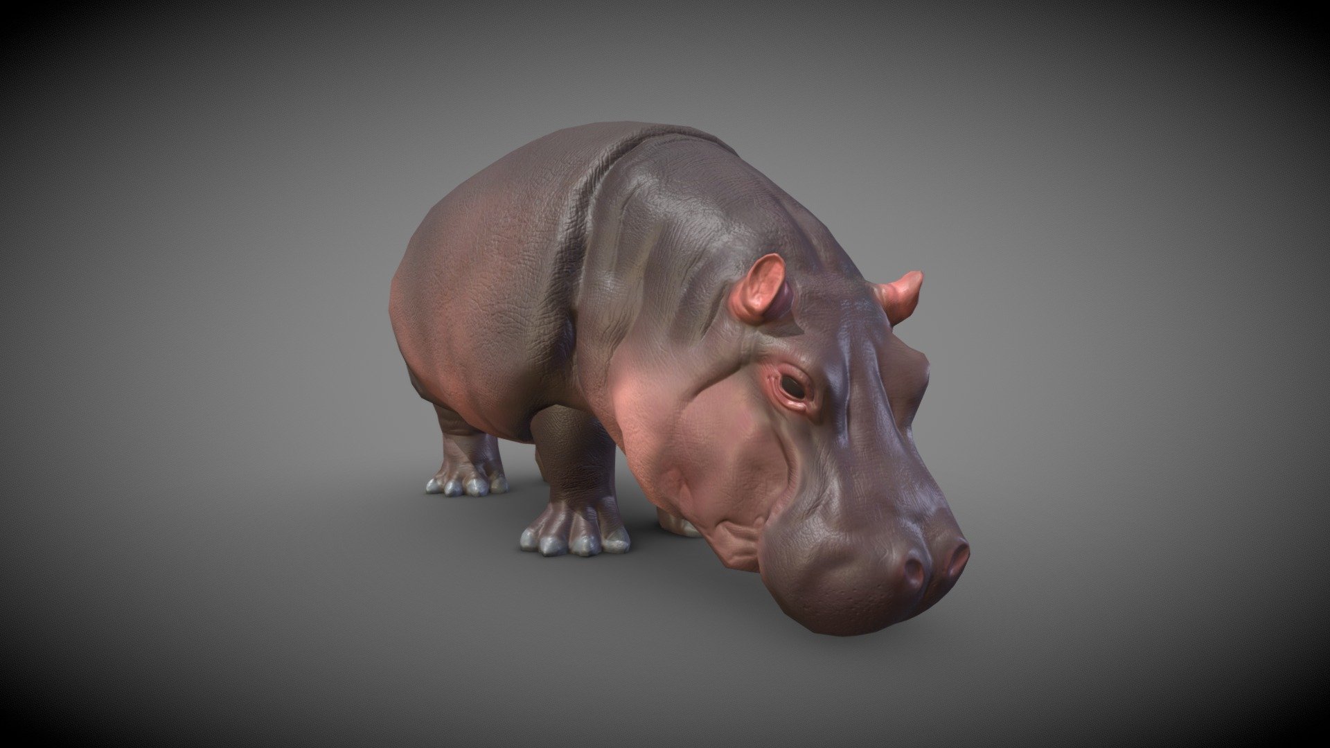 Realistic low-poly (4876 tris) hippopotamus model.\n\nReady for PBR: includes base color, normal, roughness, AO and curvature maps in .png format (2048x2048 px). Metallness wasn't needed in this case.\n\nThe model can be easily subdivided for smoother appearance if needed, without subdiv it consists of 4876 triangles.\nDimensions are: 1.45 x 3.5 x 1.8 m (57.1 x 137,8 x 70,9 inches).\n\nThe model is not rigged and not animated. The mouth can not be opened, also the tail is connected to the body for the most of its length, be aware of that.\n\nIncluded are .obj and .fbx files, set of textures (separately and layered in .psd file), also there is a Blender file already set up with material and textures applied, so you can open it and render right away if you wish so. Also included is a preview render of the model.