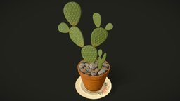 House Cactus Plant - Cactus_01 plant, flora, pot, flower, cactus, dish, vr, aaa, ue4, unrealengine4, houseplant, unity, lowpoly, decoration, gameready