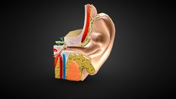 3D Ear Anatomy