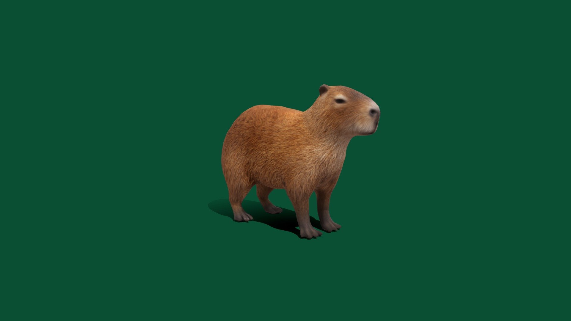 **Non- Commercials **
Hydrochoerus hydrochaeris

4K Texture As 
Diffuse 
Metallic Roughness
 Normal Map

as FBX Original File


The capybara or greater capybara is a giant cavy rodent native to South America. It is the largest living rodent and a member of the genus Hydrochoerus. The only other extant member is the lesser capybara.