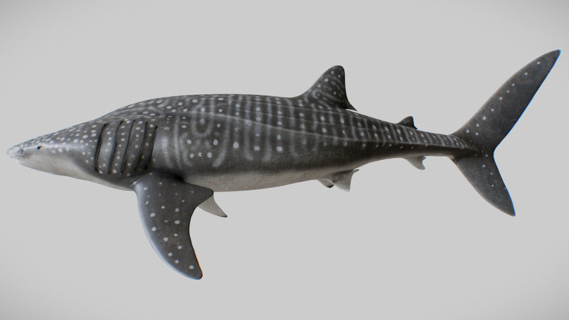 This is a preview of orca or Whale Shark (Rhincodon typus) model for Cinema 4d.

Available on CGtrader.

Here is similar rig in action: https://vimeo.com/182427004

Feel free to contact me if you have any questions or need this model in other formats.
http://rstr.tv/

Thanks for watching.

The whale shark (Rhincodon typus) is a slow-moving, filter-feeding carpet shark and the largest known extant fish species. The largest confirmed individual had a length of 18.8 m (61.7 ft).[9] The whale shark holds many records for size in the animal kingdom, most notably being by far the largest living nonmammalian vertebrate. It is the sole member of the genus Rhincodon and the only extant member of the family Rhincodontidae, which belongs to the subclass Elasmobranchii in the class Chondrichthyes. Before 1984 it was classified as Rhiniodon into Rhinodontidae.