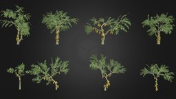Cacao Tree- Yellow Fruit- Pack 01 cacao-tree, 3d-cacaotree, lowpoly-cacao, 3d-lowpoly-cacao, cocoatree