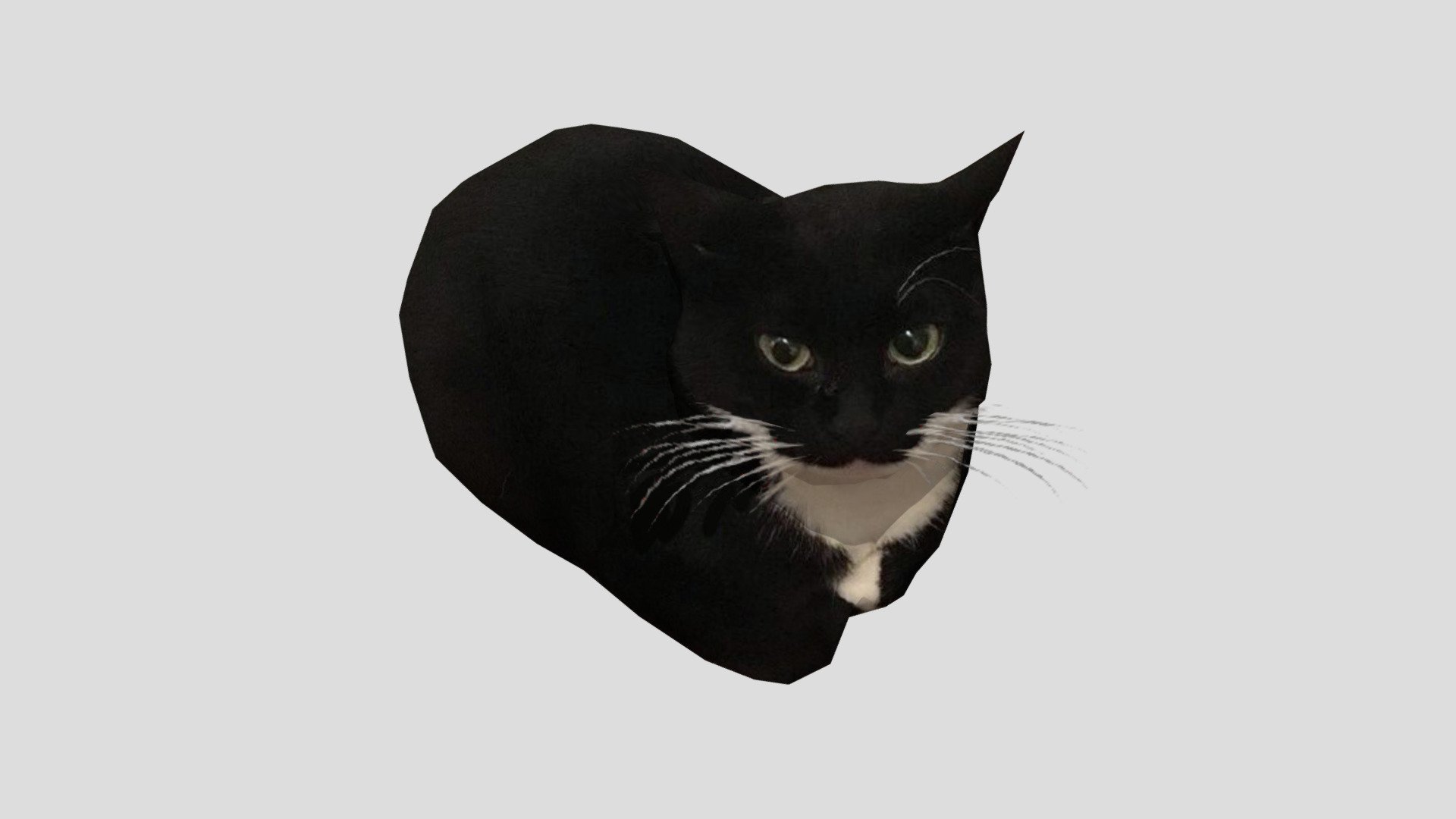 The OG Maxwell uploaded to GMod workshop by me (https://steamcommunity.com/sharedfiles/filedetails/?id=2874462324)
real cat's name is  Jess, i didn't know it nor the source of photo at the time since i got the original image from discord.

OFFICIAL CA on pump.fun 👉  2FNvYCegtNKDo6SdLGaZsketTtDbPNwR7tcVqQiqpump