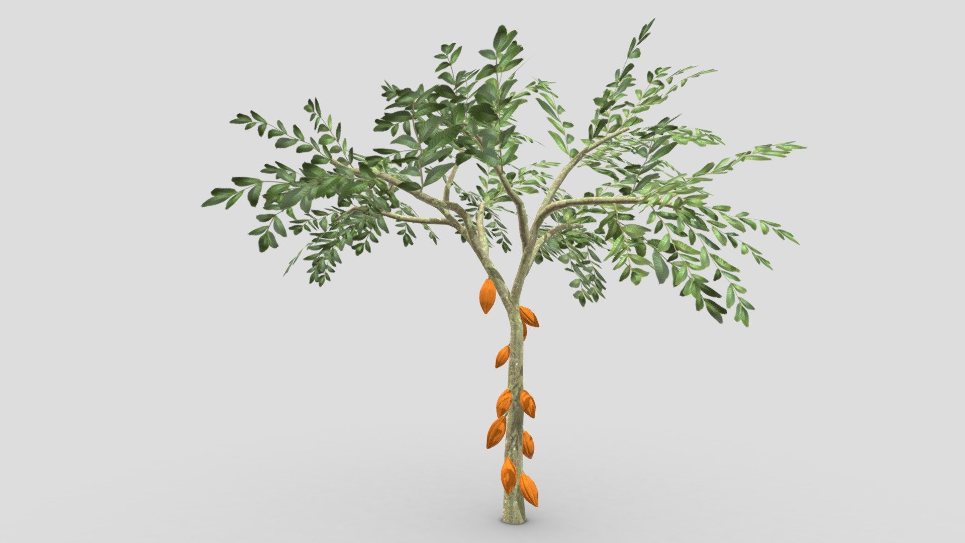 This is a 3D low poly model of a Cacao tree that you can use in your projects.

Info:

Theobroma cacao is a small evergreen tree in the family Malvaceae. Its seeds, cocoa beans, are used to make chocolate liquor, cocoa solids, cocoa butter, and chocolate. Native to the tropics of the Americas, the largest producer of cocoa beans in 2018 was Ivory Coast, at 2.2 million tons.
