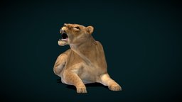 Female Southern African Lion (Endangered) africa, animals, wild, mammal, predator, indiana, zoo, lion, nature, game-ready, wildlife, lioness, animations, game-asset, endangered, carnivora, felidae, panthera-leo, animalia, lowpoly, creature, melanochaita, nyilonelycompany, african-lion, noai, female-lion, anyimals, female-southern-africa-lion