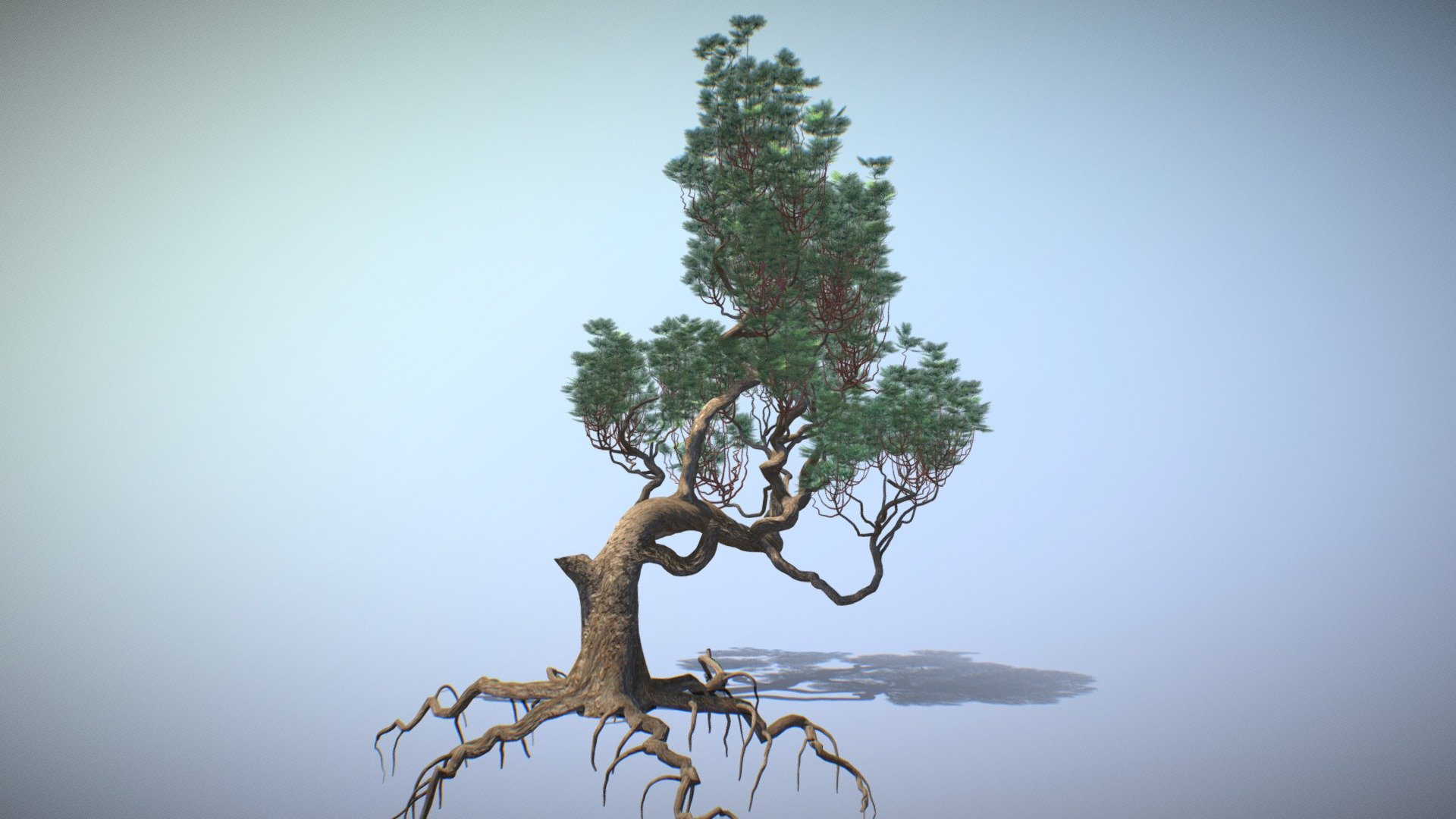 Bonsai pine tree
Trunk is unwrapped
Niddles have uv mapping by face
Dear friends, please inspect the model carefully before purchasing.