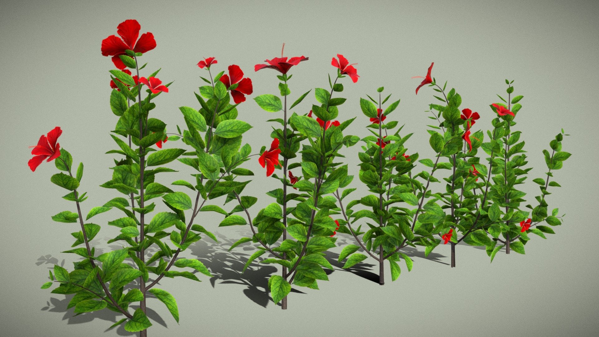 Hibiscus Plant Model
Introducing my 3D Hibiscus Plant Model Pack—a versatile collection designed to enhance both architectural visualization and gaming environments. Explore a range of hibiscus plant variations, each meticulously crafted for lifelike realism, featuring vibrant flowers in customizable colors from classic red to exotic hues. These high-quality models bring a touch of nature to architectural renders, adding a realistic and immersive element to virtual spaces. Whether you're designing a virtual garden for architectural visualization or creating lush landscapes for games, our hibiscus plant models offer user-friendly customization and optimized performance, seamlessly integrating into a variety of 3D environments. Elevate your projects with the enchanting beauty of our hibiscus plants.


Thank You