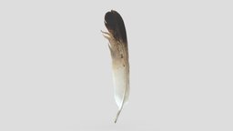 Feather sky, anatomy, bird, pigeon, eagle, parrot, angel, deco, medievil, native, falcon, swan, seagull, heaven, fiber, nature, quill, grooming, fly, animal, wing