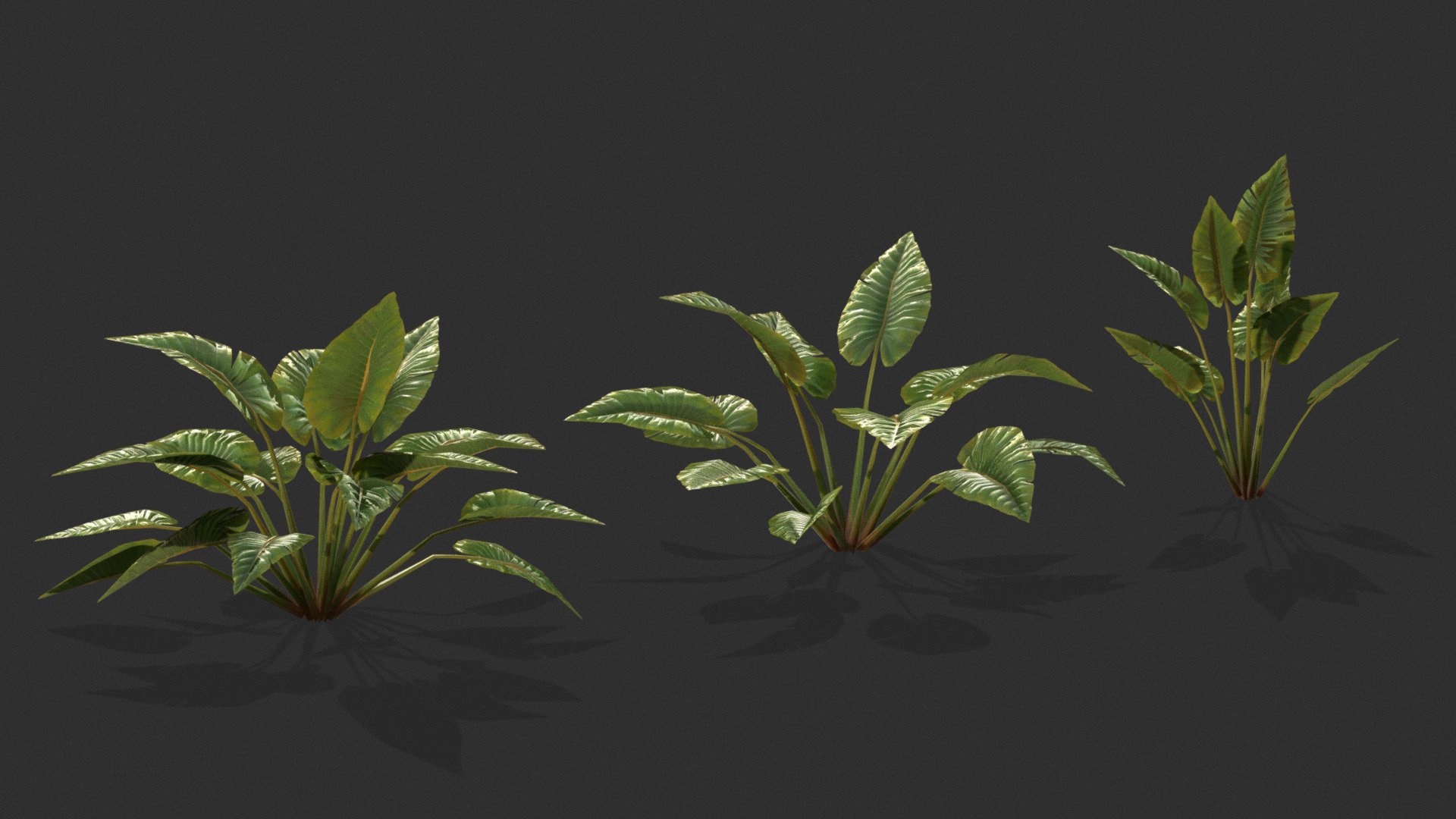 Alocasia




IN FBX FILE FORMAT ( version 7.5 (2016)

You can use this  **Alocasia **  model.
easily in ur advertising or visualisation projects..

*NOTE Whenever you buy any model.
Please check the quality of the model,  UV'S and its texture size.
And if you have any kind of problem in a model.
So feel free to contact with me
**





My Email : ubros27@gmail.com




Please don't forget to rate the model, for us it is very important :)


