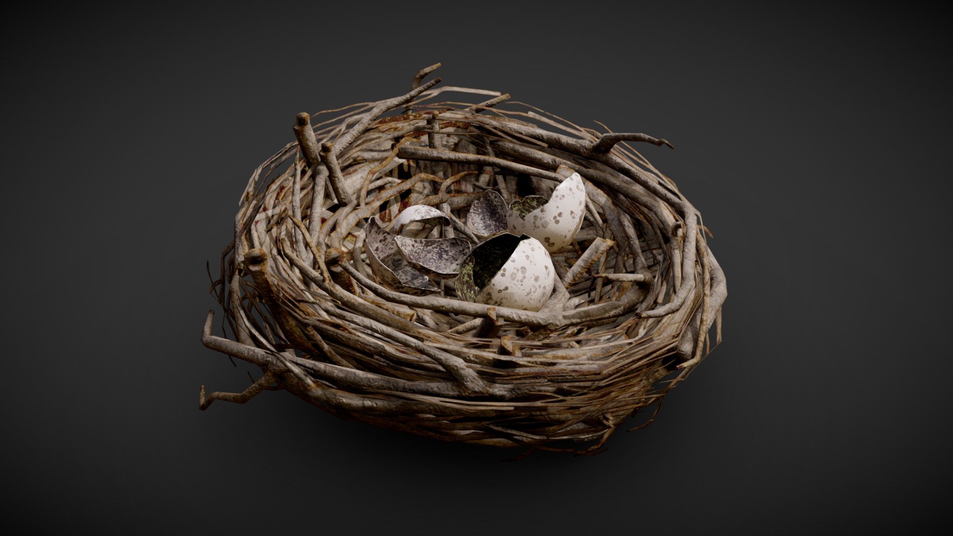 Game-ready model of an abandoned bird's nest filled with broken eggshells. Mainly wooden twigs.