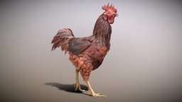 Chicken Walk Animated bird, pet, chicken, barn, eat, farm, coop, cock, hen, fields, walkcycle, poultry, walk, animation