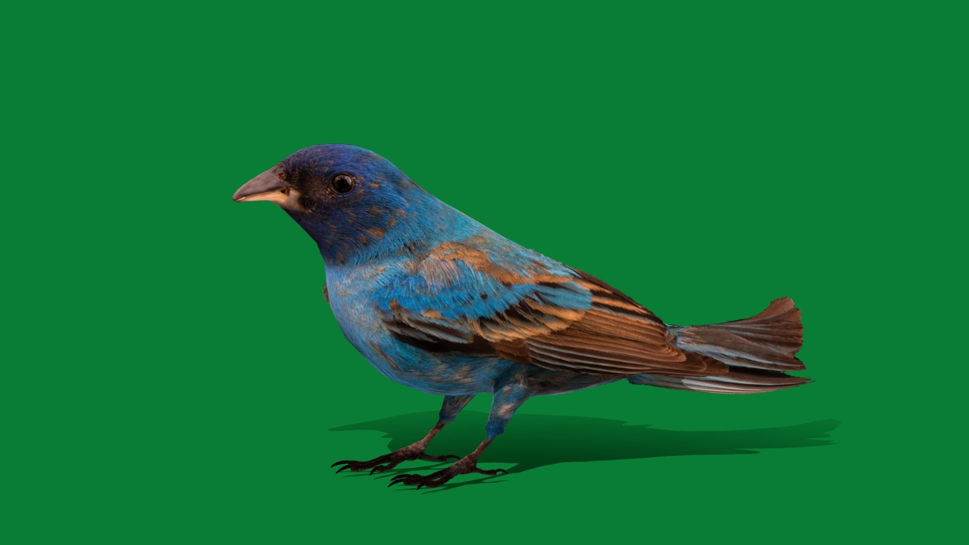 

Indigo Bunting Bird(blue canaries)seed-eating bird

Passerina cyanea Animal Bird(Cardinalidae)Cute,Pet,migratory bird

1 Draw Calls

LowPoly

Game Ready(Assets)

Subdivision Surface Ready

Single-Animations 

4K PBR Textures 1 Material

Unreal/Unity FBX 

Blend File 3.6.5 LTS/4 Plus

USDZ File(AR Ready). Real Scale Dimension (Xcode ,Reality Composer, Keynote Ready)

Textures File


GLB/GlTF  (Unreal 5.1 Plus Native Support,Godot,Spark AR,Lens Studio,Effector,Spline,Play Canvas,Omniverse,GDevelop-5,BuildBox)




Triangles -15092



Faces -9840

Edges -18523

Vertices -8697

Diffuse,Metallic,Roughness,Normal Map,Specular Map,AO

The indigo bunting (Passerina cyanea) is a small, migratory bird that eats seeds and belongs to the cardinal family. They are 4.5–5.9 inches long and weigh about half an ounce. Males are slightly larger than females and are bright blue with a darker head and silver-gray bill. Females are sparrow-sized.It is migratory.