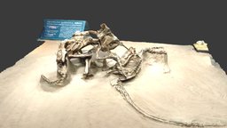 Fighting Dinosaurs velociraptor, trnio, dinosar, protoceratops, photogrammetry