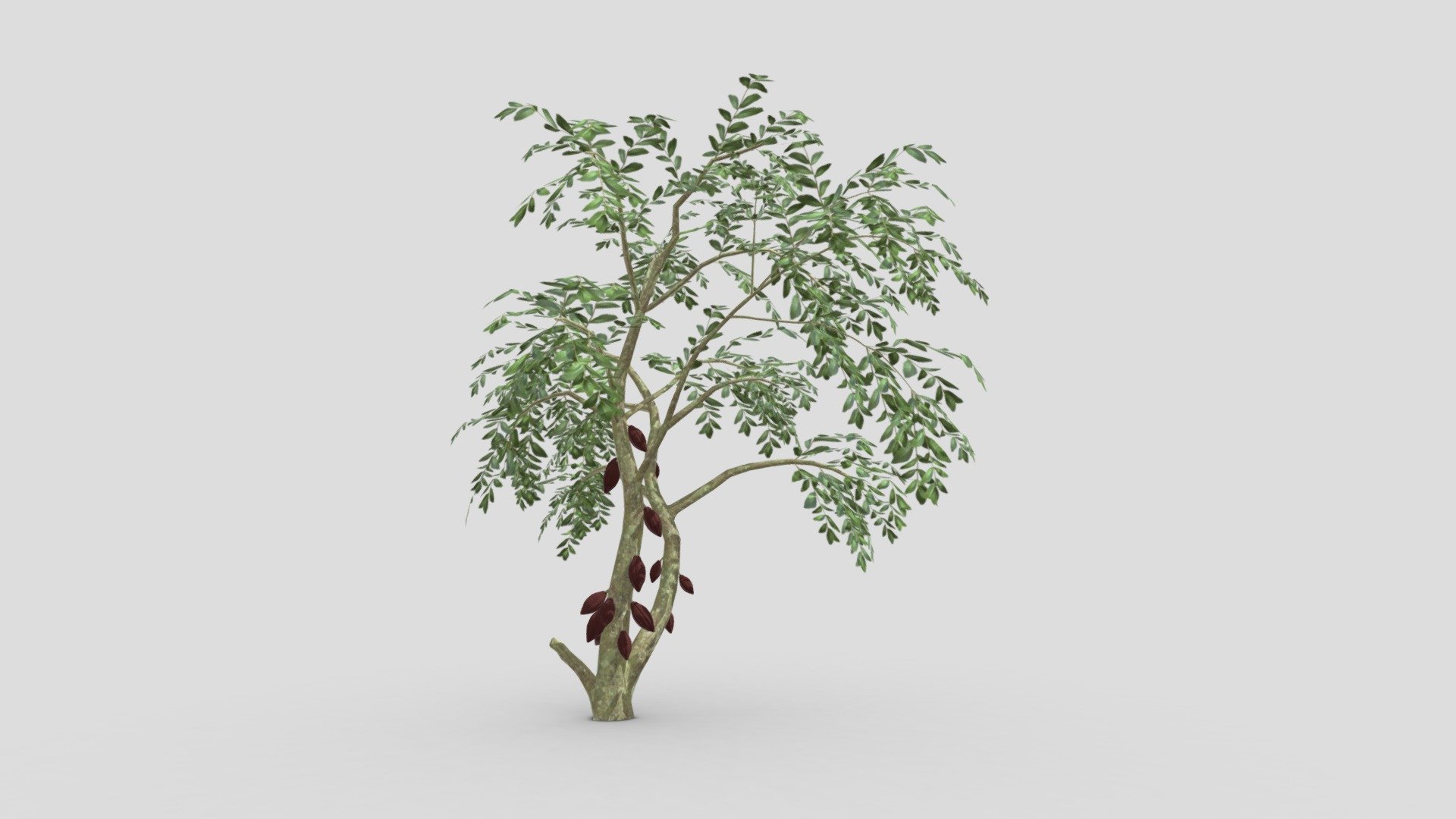 This is a 3D low poly model of a Cacao tree that you can use in your projects.

Info:

Theobroma cacao is a small evergreen tree in the family Malvaceae. Its seeds, cocoa beans, are used to make chocolate liquor, cocoa solids, cocoa butter, and chocolate. Native to the tropics of the Americas, the largest producer of cocoa beans in 2018 was Ivory Coast, at 2.2 million tons.