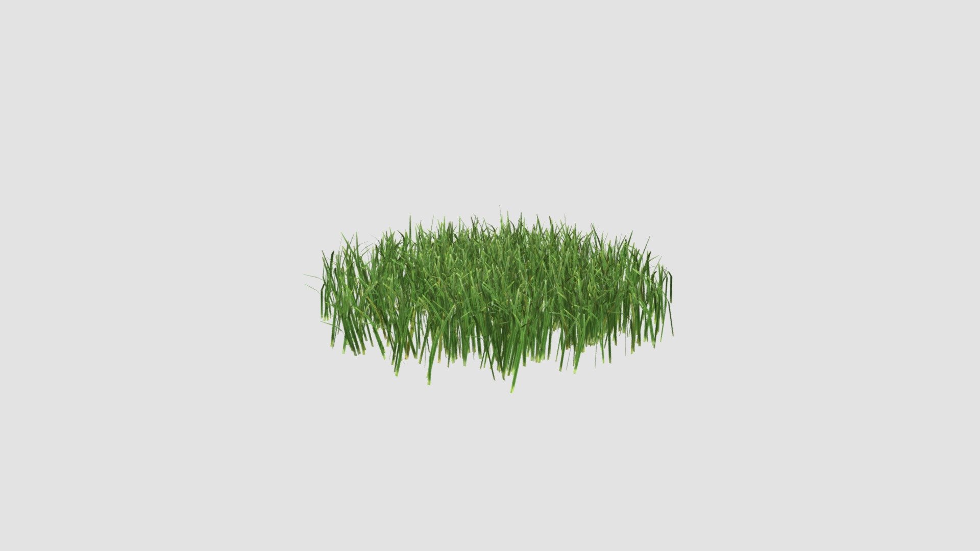 Highly detailed 3d model of plant with all textures, shaders and materials. It is ready to use, just put it into your scene.