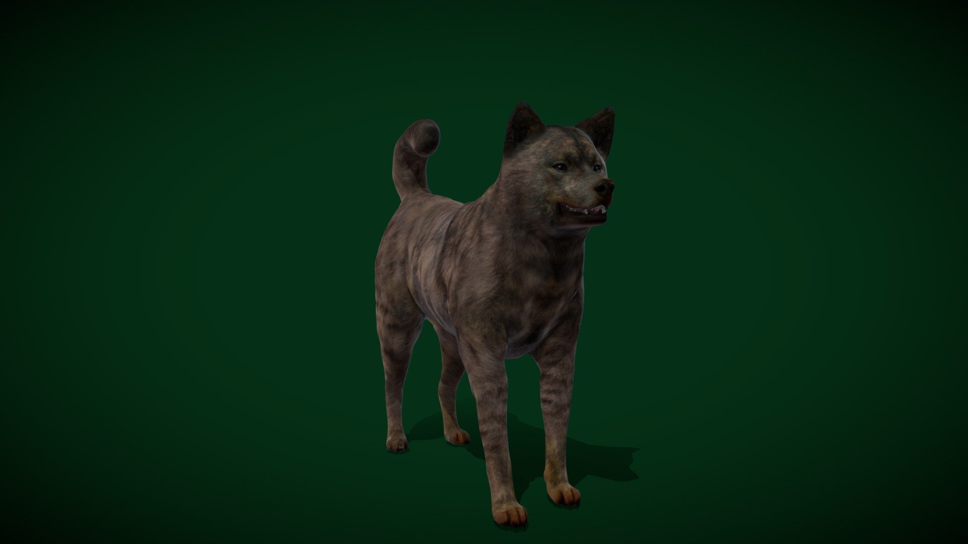 

Kai Ken Dog Breed(Japan_Inu Breed) medium-sized, Tora Inu, Tiger Dog,Striped Coat

Canis lupus familiaris Animal Mammal(Japan's Yamanashi Prefecture)Pet,Hunt Game Dog,Nihon Ken Hozonkai

1 Draw Calls

MidPoly

Game Ready Asset

Subdivision Surface Ready

9- Animations

4K PBR Textures Material

Unreal FBX (Unreal 4,5 Plus)

Unity FBX

Blend File 3.6.5 LTS

USDZ File (AR Ready). Real Scale Dimension (Xcode ,Reality Composer, Keynote Ready)

Textures Files

GLB File (Unreal 5.1 Plus Native Support)

Gltf File ( Spark AR, Lens Studio(SnapChat) , Effector(Tiktok) , Spline, Play Canvas,Omiverse ) Compatible




Triangles -54574



Faces -31508

Edges -58866

Vertices -27363

Diffuse, Metallic, Roughness , Normal Map ,Specular Map,AO

The Kai Ken is a breed of dog native to the Kai region, Yamanashi Prefecture, Japan, where it is a national monument. It is a rare dog even in its native land and is one of the six native Japanese dog breeds protected by the Nihon Ken Hozonkai.