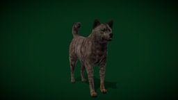 Kai Ken Tora Inu Dog Breed (Game Ready) cute, dog, pet, animals, creatures, mammal, nature, game-ready, animations, game-asset, lupus, breed, inu, canis, familiaris, animation, nyilonelycompany, noai, anyimals, japanese-inu, japan-dog, inu-breed, kai-ken, tora-dog, tiger-dog, striped-coat, hunt-game-dog, nihon-ken-hozonkai, yamanashi_prefecture