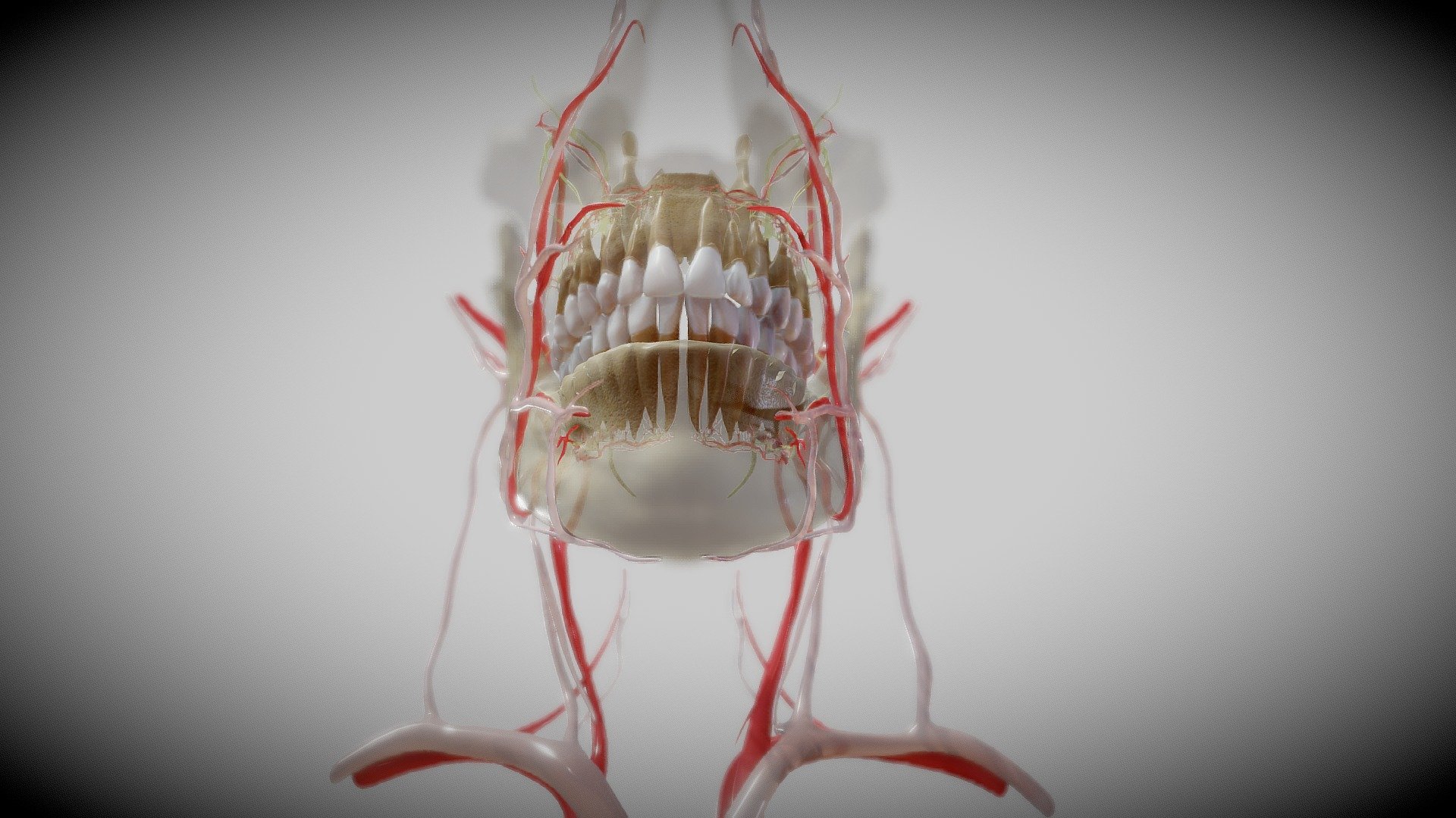 Visualization of the orofacial anatomy showing the blood and nerve supply of this area.

Kindly check our channel for more models on the following link www.sketchfab.com/ebers