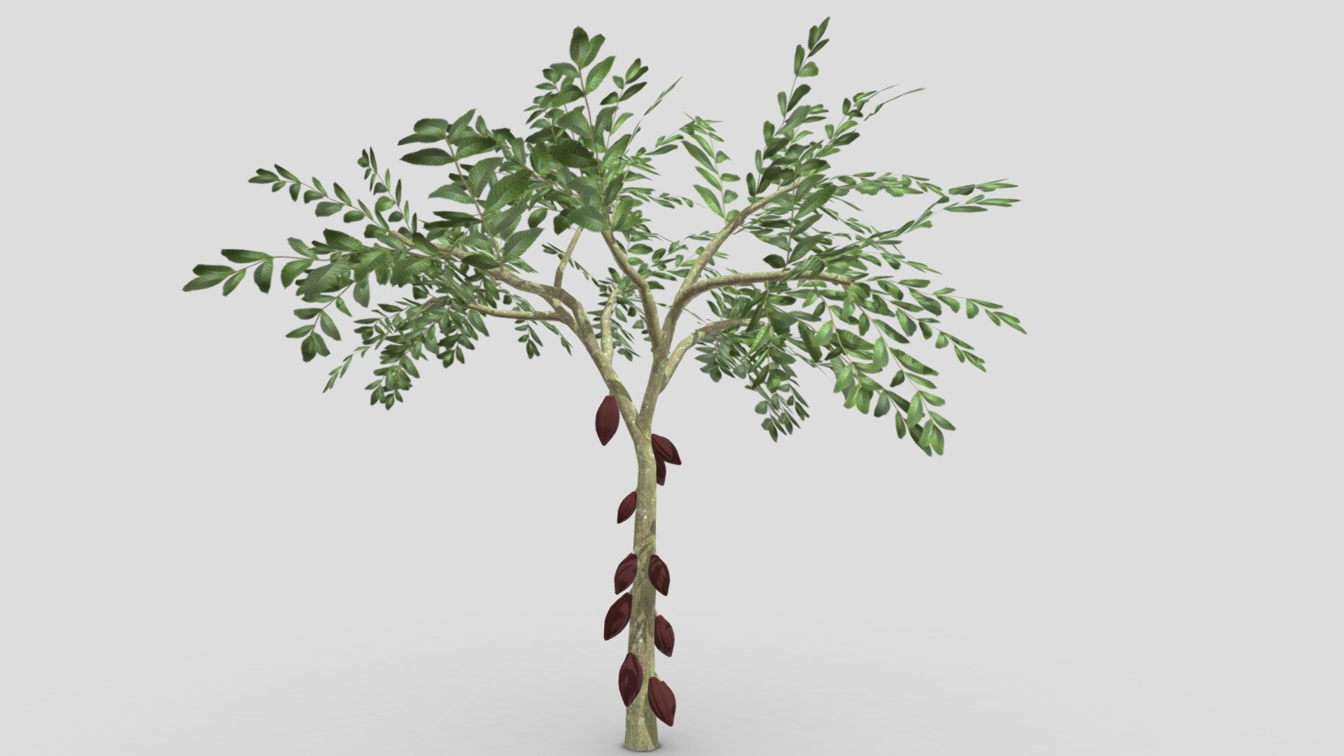 This is a 3D low poly model of a Cacao tree that you can use in your projects.

Info:

Theobroma cacao is a small evergreen tree in the family Malvaceae. Its seeds, cocoa beans, are used to make chocolate liquor, cocoa solids, cocoa butter, and chocolate. Native to the tropics of the Americas, the largest producer of cocoa beans in 2018 was Ivory Coast, at 2.2 million tons.
