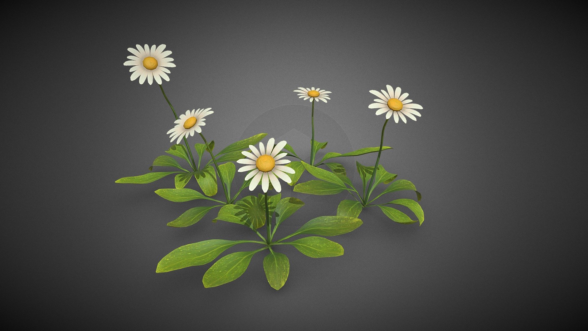 Flower plant