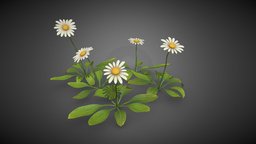 Flower plant plant, flower