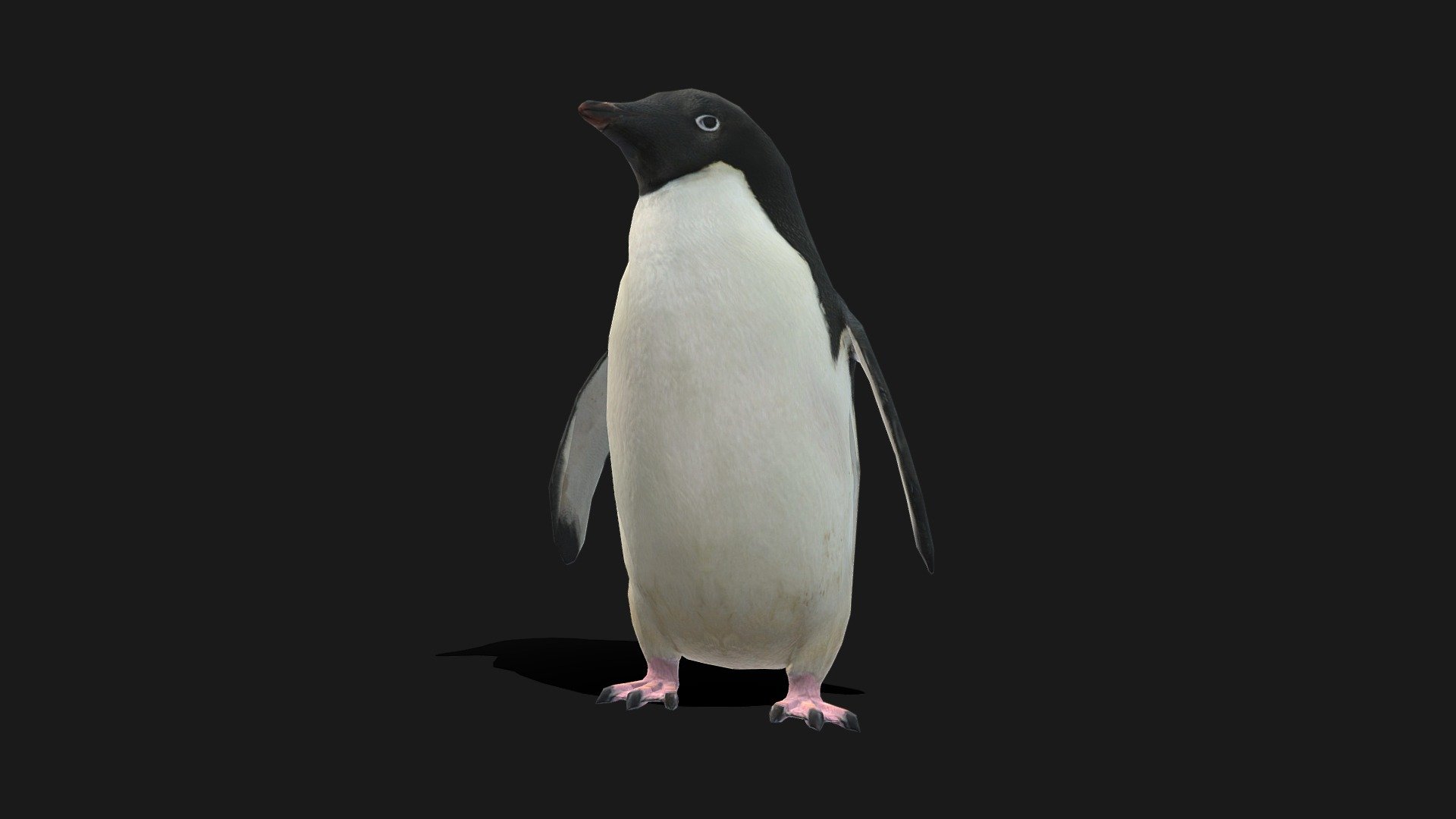 

This 3D model used for 3D low poly game such as desktop game, VR, or mobile games.

Object originally made in blender and exported into other format.

Model is completely UVunwrapped.

Texture Resolution is 2k (baseColor, Normal Map, Roughness, Metalness).

Simple rig included (contact me for more details or to see the rig).

Model only have idle animation.

No any extra plugin needed to open the file.

FILE FORMATS :


Blend (animated)

MA/Maya (animated)

Fbx (animated)

glb/glTF (animated)

abc/alembic (animated)

OBJ

STL



Feel free to ask if you’d like a different animal model or a custom variation of this animal (I’ll do my best to accommodate your request).
