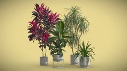 Indoor Plants Pack 62 pot, tropical, concrete, indoor, exotic, potted, ceramic, dracaena, metal, dieffenbachia, japonica, cordyline, variegata, interior, fructicosa, rhodea