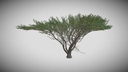 Umbrella Thorn Tree tree, green, plant, forest, terrain, exterior, desert, urban, umbrella, vegetation, thorn, nature, sahara, city, decoration, umbrella-thorn