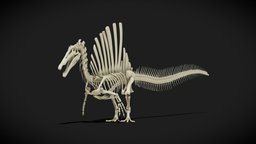 Spinosaurus skeleton - Rigged skeleton, anatomy, mesh, animals, spinosaurus, triceratops, museum, science, paleontology, dinosaurs, nature, cretaceous, dinosaurus, skeletal, paleoart, dinosauria, jurassicpark, animal-anatomy, base-mesh, dinosaur-skull, spinosaurus-skeletons, animalia, dinosaur-skeleton, animal, dinosaur, dino, animal-skeleton, kemkembeds, animal-model, spinosaurus-aegyptiacus, kemkem, spinosauro