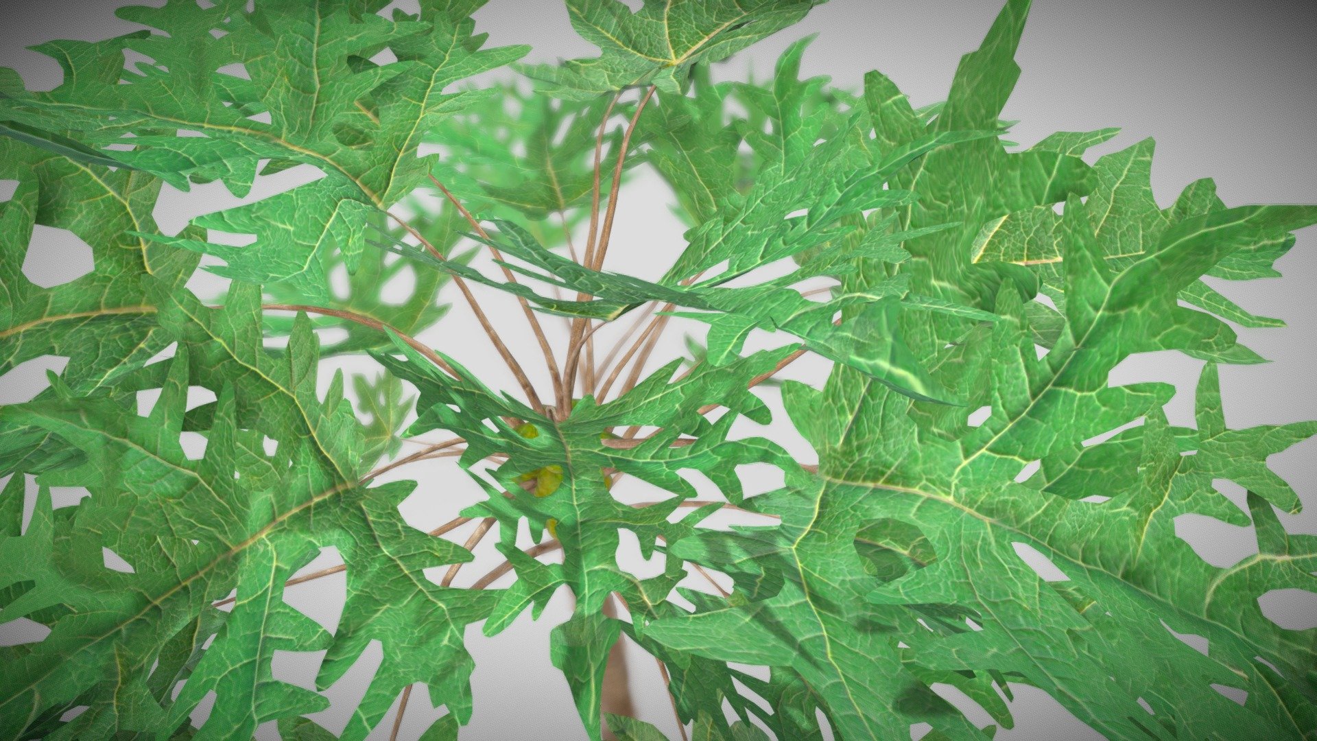 3D Papaya Tree 
The papaya plant is considered a tree, though its palmlike trunk, up to 8 metres (26 feet) tall, is not as woody as the designation generally implies. The plant is crowned by deeply lobed leaves, sometimes 60 cm (2 feet) across, borne on hollow petioles (leaf stalks) 60 cm long.