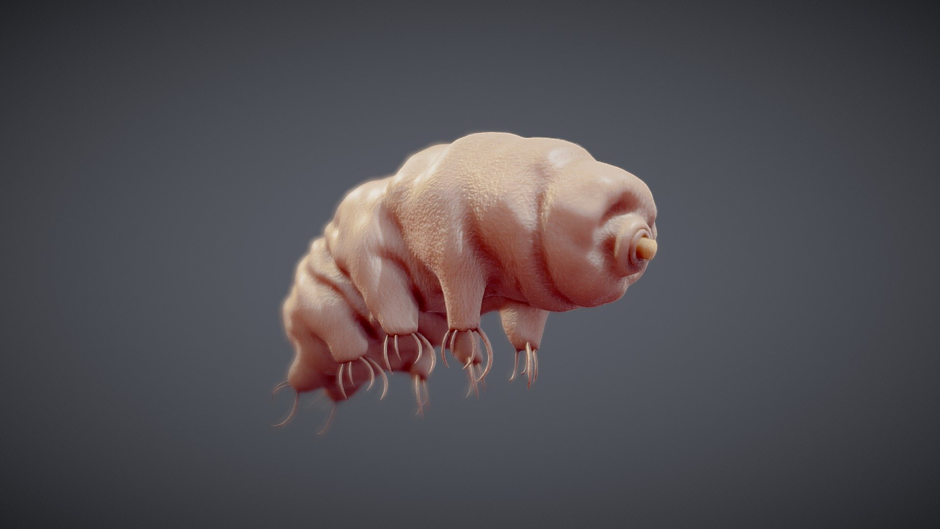 Tardigrade

Tardigrades known colloquially as water bears or moss piglets, are a phylum of eight-legged segmented micro-animals.They have been found in diverse regions of Earth's biosphere – mountaintops, the deep sea, tropical rainforests, and the Antarctic. Tardigrades are among the most resilient animals known, withindividual species able to survive extreme conditions.




Format: FBX, Alembic, Blender v3.4.0

Optimized UVs (Non-Overlapping UVs)

4k Maps (PBR)

Base Color (Albedo)

Normal Map

AO Map

Metallic Map

Roughness Map

Height Map

Render scene in Blender

