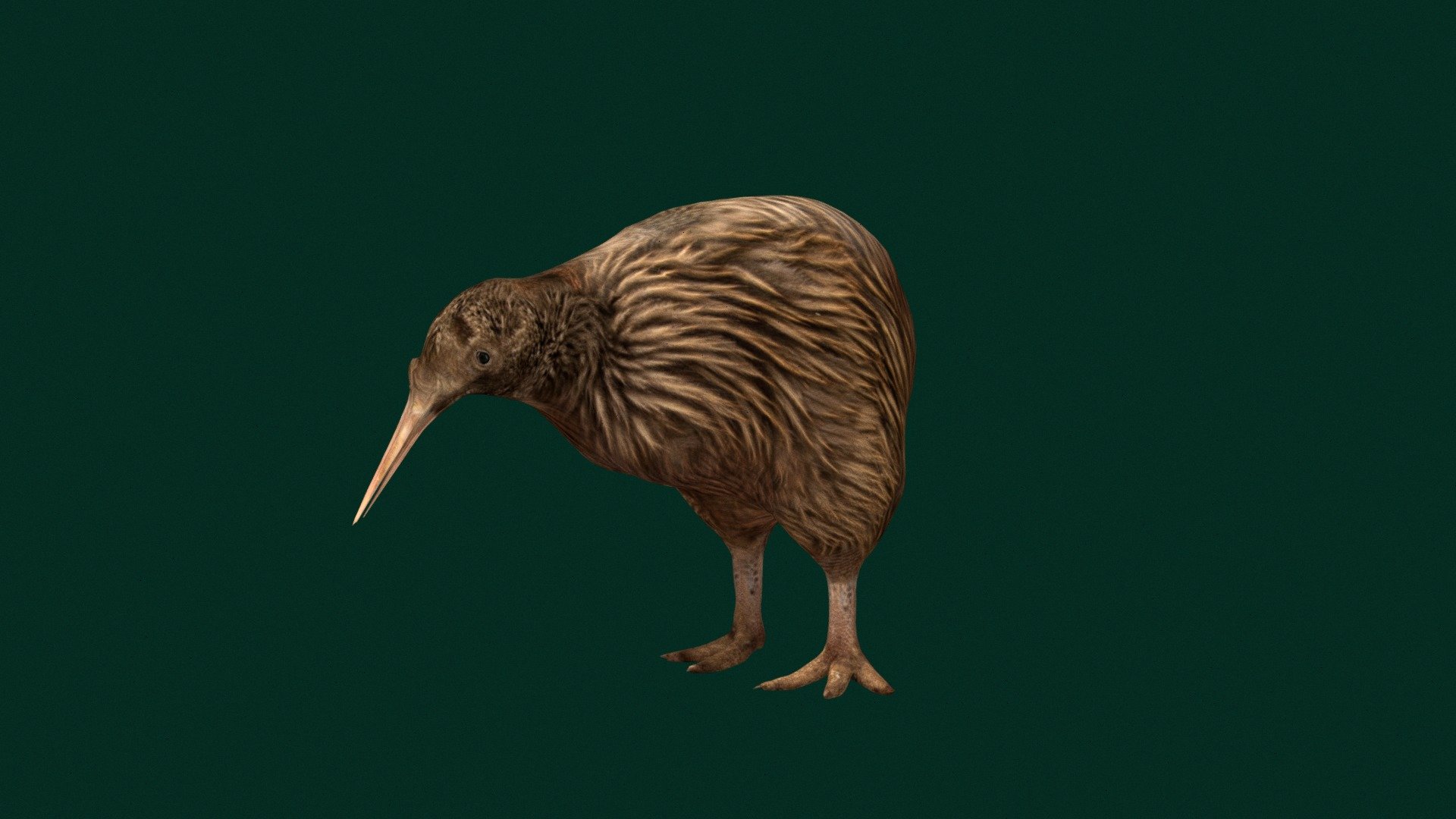 

Kiwi Flightless Bird (Smallest Ratites) 

‎Apteryx  ( Birds )

1 Draw Calls

GameReady 

8 Animations

4K PBR Textures Material

Unreal FBX

Unity FBX  

Blend File 

USDZ File (AR Ready). Real Scale Dimension

Textures Files

GLB File

Gltf File ( Spark AR, Lens Studio(SnapChat) , Effector(Tiktok) , Spline, Play Canvas ) Compatible

Triangles : 9182

Vertices  : 4629

Faces     : 4627 

Edges     : 9253

Diffuse , Metallic, Roughness , Normal Map ,Specular Map,AO
 

Kiwi are flightless birds endemic to New Zealand of the order Apterygiformes. The five extant species fall into the family Apterygidae and genus Apteryx. Approximately the size of a domestic chicken, kiwi are the smallest ratites. Wikipedia
Scientific name: Apteryx
Clade: Novaeratitae
Domain: Eukaryota
Family: Apterygidae; Gray, 1840
Kingdom: Animalia
Order: Apterygiformes; Haeckel, 1866
Phylum: Chordata