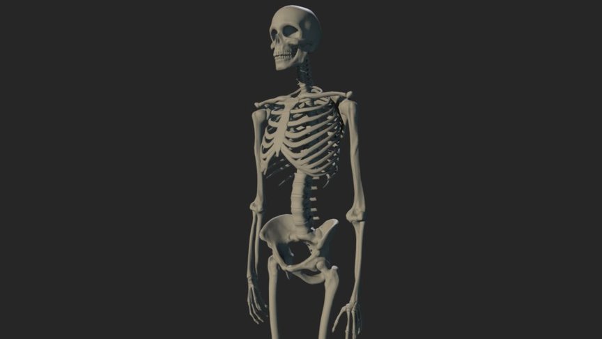 This is a basic male skeleton.  I modelled it in order to use it for anatomy stydies. Mi intencion is to rig is later on and be able to pose it. The mesh comes in a single object but its all separated pieces. If you want to rig it and pose it you'll have to separate de pieces and organice them. It has no UVs or textures. If you use it you may find mistakes or things to improve. I would apreciate very much your feed back.

You can see more about this model on:

https://www.artstation.com/artwork/LkmLk