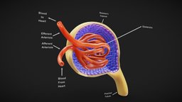 Glomerulus Anatomy organ, blood, anatomy, biology, micro, system, capsule, section, artery, tube, membrane, branch, education, tubular, kidney, loop, filtration, vein, calyx, histology, microscopic, function, vascular, bowman, afferent, ascending, capillary, corpuscle, renal, glomerulus, nephron, proximal, structure, capillaries, henle, excretory, ultrafiltration, peritubular, tuble, noai, efferent, glomerular